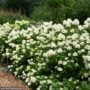 Hydrangea Paniculata – Limelight Prime – #3 Container